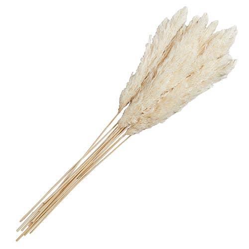 Natural Pampas Grass Stem - Mulberry Market Designs