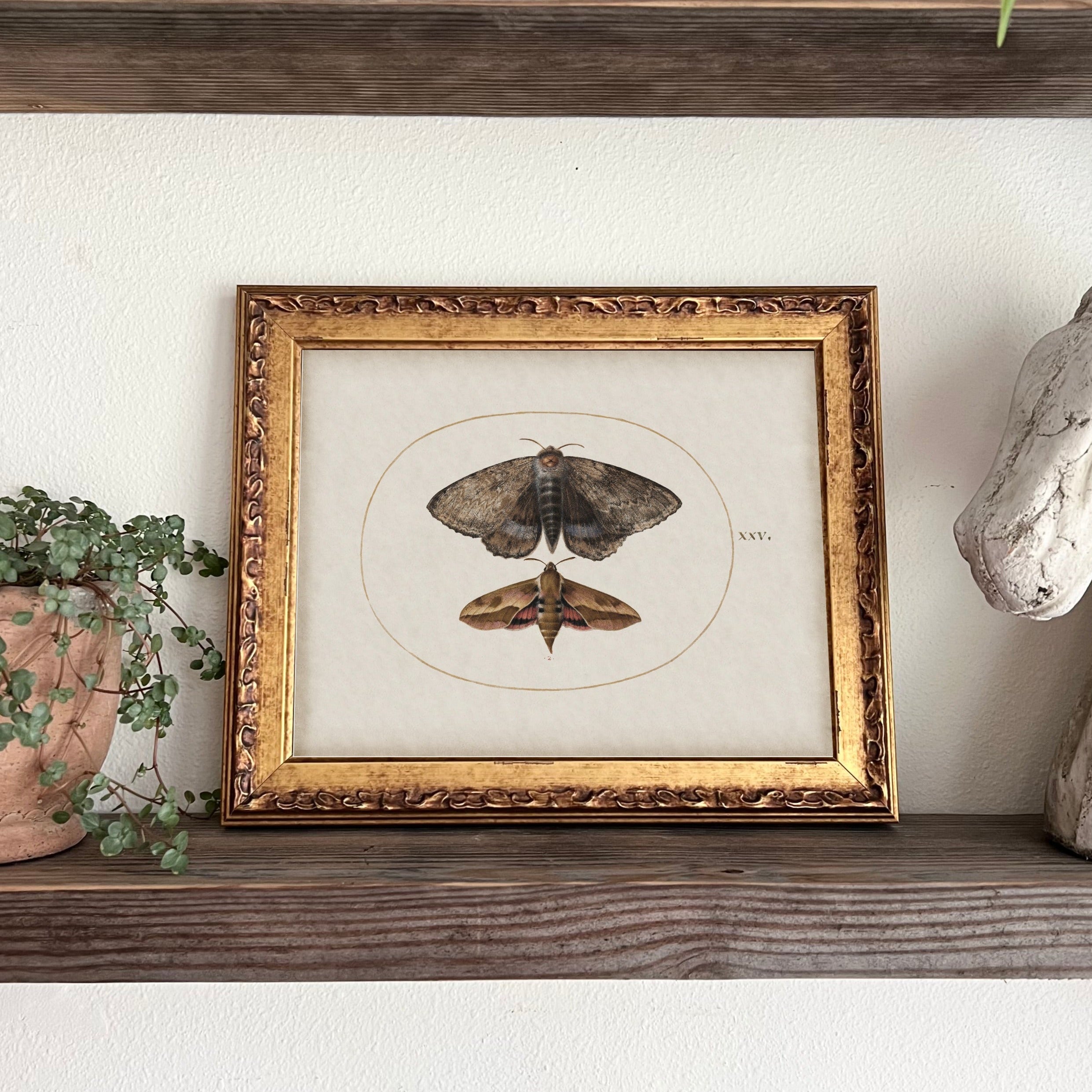Moth Study Vintage Wall Art